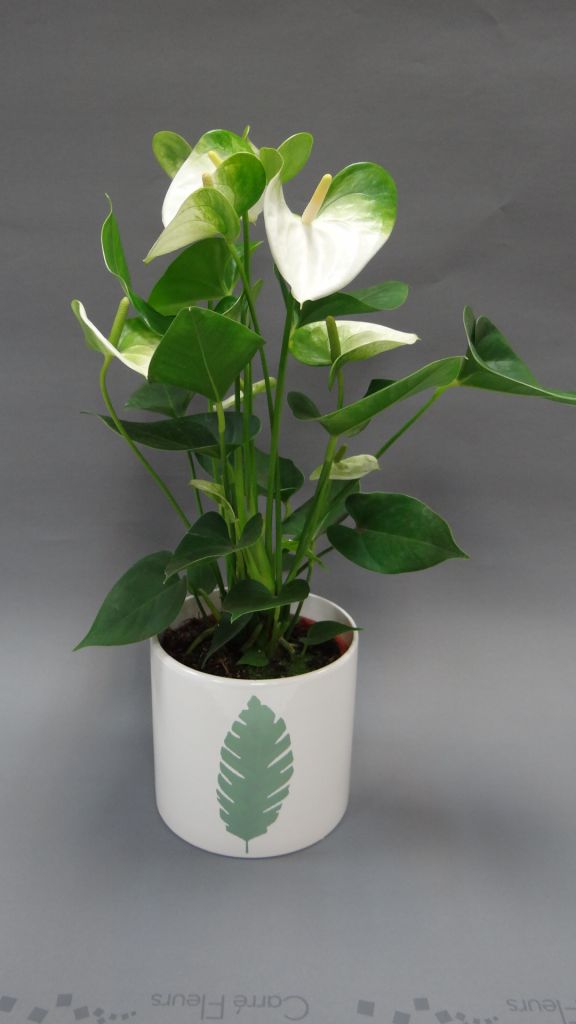 Anthurium blanc