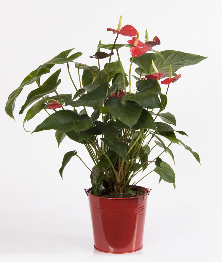 Grand anthurium rouge