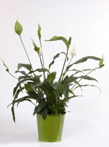 Grand spathiphyllum