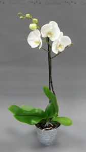 Phalaenopsis blanche 1 branche