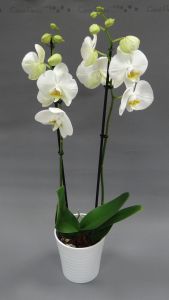 Phalaenopsis blanche 2 branches