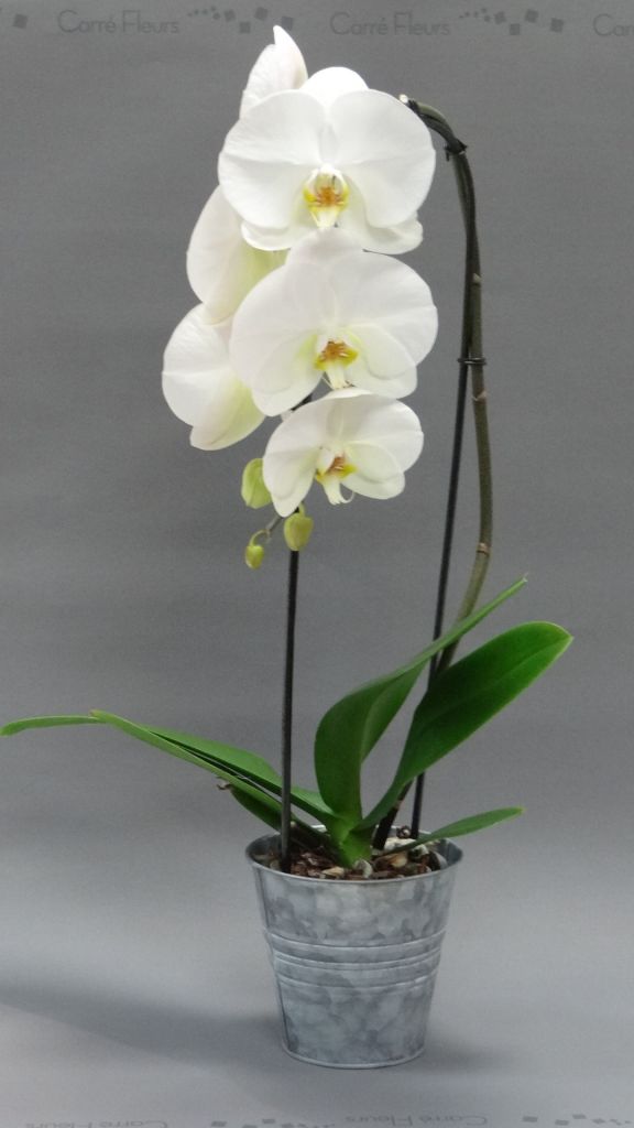 Phalaenopsis cascade blanche