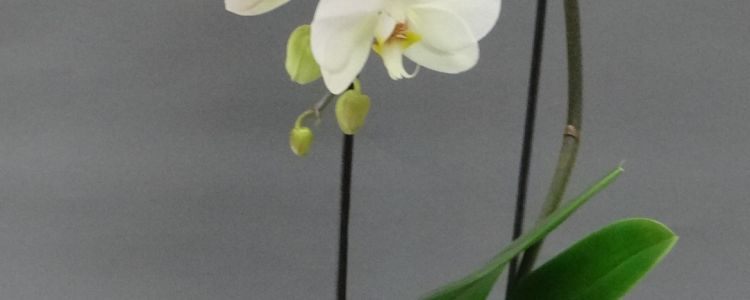 Phalaenopsis cascade blanche