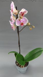 Phalaenopsis rose 1 branche