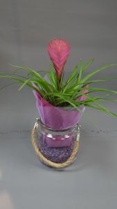 Tillantsia vase corde